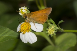 BigBendHickoryMn-2017_09_17 - Skipper, Broken-Dash, Southern (5)-websized