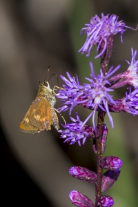 BigBendHickoryMn-2017_09_17 - Skipper, Broken-Dash, Southern-websized