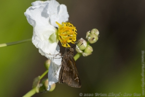 BigBendHickoryMn-2017_09_17 - Skipper, Clouded-websized