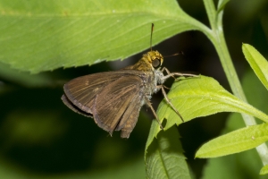 BigBendHickoryMn-2017_09_17 - Skipper, Dun (2)-websized