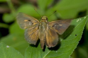 BigBendHickoryMn-2017_09_17 - Skipper, Dun (4)-websized