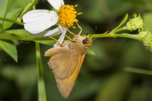 BigBendHickoryMn-2017_09_17 - Skipper, Palatka (12)-websized