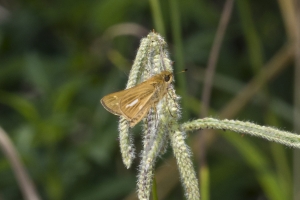 BigBendHickoryMn-2017_09_17 - Skipper, Salt-marsh (2)-websized