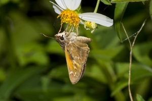 BigBendHickoryMn-2017_09_17 - Skipper, Yehl (3)-websized
