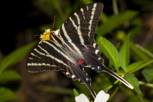 BigBendHickoryMn-2017_09_17 - Swallowtail, Zebra (3)-websized