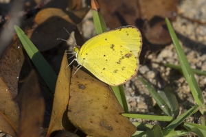 BigBendHickoryMn-2017_09_17 - Yellow, Little-websized