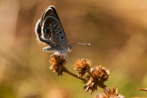 BigBendTideSwamp_2014-10-05 - Blue, Ceraunus (2)