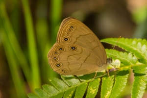 Appalachian Brown *