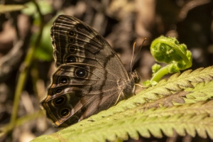 BigBendTideSwamp_2014-10-05 - Pearly-eye, Southern-websized