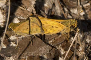 Skipper, Fiery, Mating 