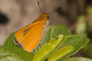 Palmetto Skipper