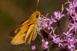 Palmetto Skipper (M)