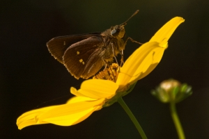 BigBendTideSwamp_2014-10-05 - Skipper, Twin Spot