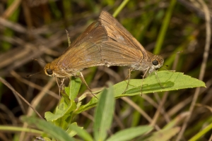 Birdsong_2019_10_16 - Skipper, Ocola mating