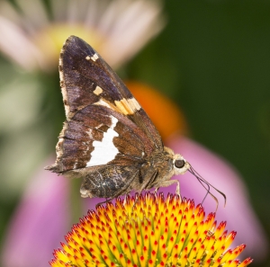 BkGdn 2015_05_28 - Skipper, Silver-spotted (3)