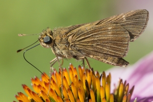 BkGdn 2015_07_18 - Skipper, Ocola