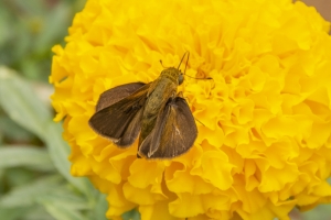 BkGdn_2014-07-28 - Skipper, Swarthy (5)-websized