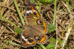 Black Swamp_2019_10_08 - Buckeye, Common (1)