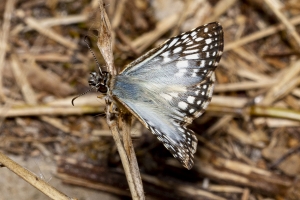 Black Swamp_2019_10_08 - Checkered-skipper, Tropical (1)
