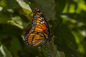 Black Swamp_2019_10_08 - Viceroy (1)