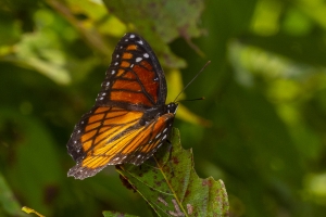 Black Swamp_2019_10_08 - Viceroy (2)