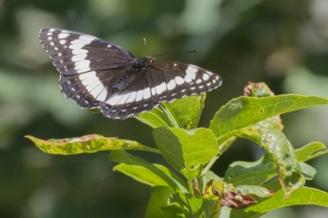 BlackCanyon_2015_07_13 - Admiral, Weidemeyer's