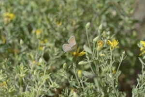 BlackCanyon_2015_07_13 - Blue, Greenish (1)-websized