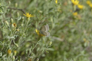 BlackCanyon_2015_07_13 - Blue, Greenish (2)-websized