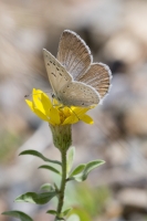 BlackCanyon_2015_07_13 - Blue, Greenish (4)-websized