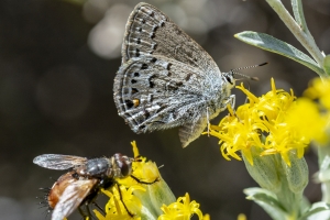 BlackCanyon_2015_07_13 - Hairstreak, Behr's (11)-Fullsized-websized