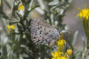 BlackCanyon_2015_07_13 - Hairstreak, Behr's (2)-websized