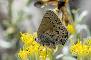 BlackCanyon_2015_07_13 - Hairstreak, Behr's (4)-Fullsized-websized