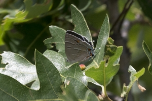 BlackCanyon_2015_07_13 - Hairstreak, Colorado (3)-pst-websized