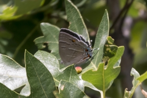 BlackCanyon_2015_07_13 - Hairstreak, Colorado (4)_a-websized