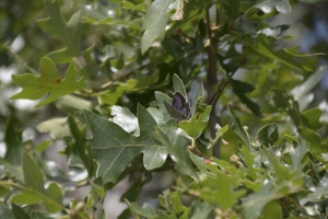 BlackCanyon_2015_07_13 - Hairstreak, Colorado (5)-websized