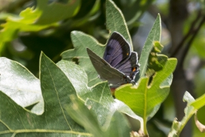 BlackCanyon_2015_07_13 - Hairstreak, Colorado (7)_a-websized