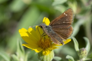 BlackCanyon_2015_07_13 - Russet Skipperling  (1)