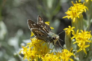 BlackCanyon_2015_07_13 - Skipper, Common Branded (1)