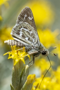 BlackCanyon_2015_07_13 - Skipper, Common Branded (11)