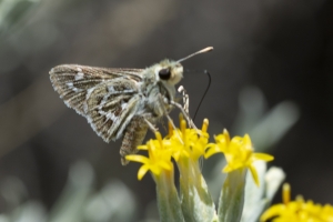 BlackCanyon_2015_07_13 - Skipper, Common Branded (9)