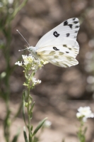 BlackCanyon_2015_07_13 - White, Beckers (2)_a