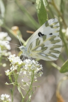 BlackCanyon_2015_07_13 - White, Beckers (6)_a