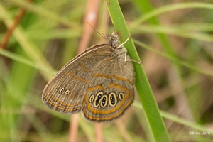 BlackRiver SF_2014-08-16 - Satyr, Georgia (Helitca)