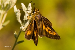 Byssus Skipper (F)