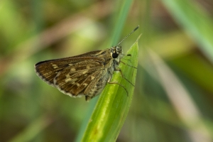 BlackRiver SF_2014-08-16 - Skipper, Roadside, Reversed (1)