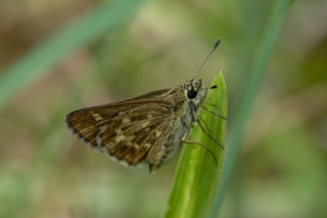BlackRiver SF_2014-08-16 - Skipper, Roadside, Reversed (3)-websized
