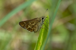 BlackRiver SF_2014-08-16 - Skipper, Roadside, Reversed (4)-websized