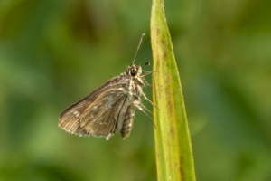 BlackRiver SF_2014-08-16 - Skipper, Roadside, Reversed (Old) (1)-websized