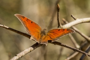 Goatweed Leafwing *