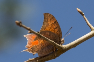 BlackRiverMaryAn_2015_03_16 - Goatweed Leafwing (19)